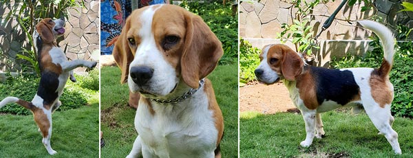 Pejantan Anjing Beagle : A Barnac Von Pierre