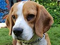 Pejantan Anjing Beagle : A Barnac Von Pierre