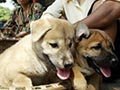 Desa Adat di Bali Bikin Aturan Larang Makan Anjing