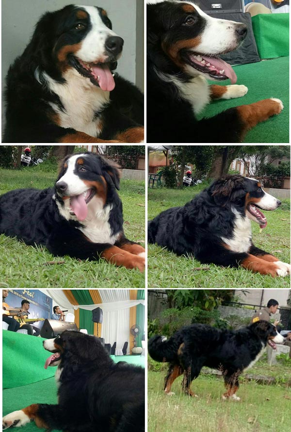 Pejantan Bernese Mountain : Winner Of Boston