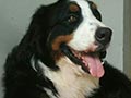 Pejantan Bernese Mountain : Winner Of Boston