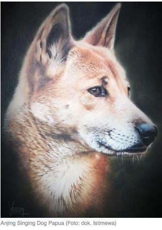 Anjing Mirip Serigala Ditemukan di Dataran Tinggi Papua