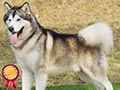 Pejantan Alaskan : Kenline Lux At Veritas (Import Rusia)