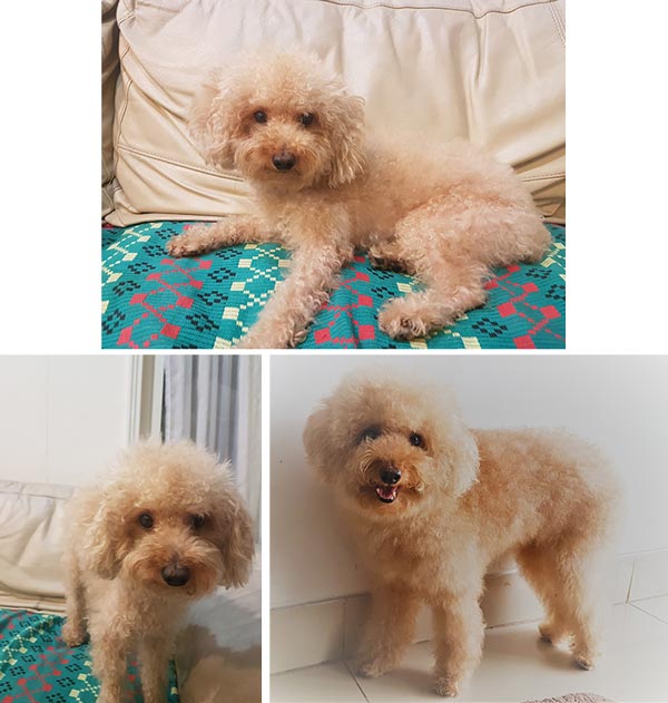 Pejantan Coklat Poodle Bloodline Taiwan 