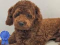 Pejantan Red Poodle : M2Js VELOVE LUCKY