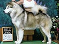 Pejantan Alaskan Malamute : GCH Chayo Time After Time