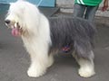Pejantan Old English Sheepdog : Bobo Von Bomel 