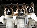 Kennel American Akita Terbesar Di Asia Tenggara