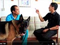 Mengunjungi Kennel Anjing Herder, Amarta Kennel