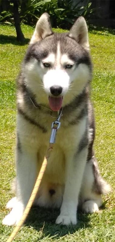 Pejantan Siberian Husky : Case von Astro Onel Chow