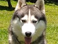 Pejantan Siberian Husky : Case von Astro Onel Chow