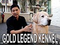 Gold Legend Kennel : Gudangnya Anjing Lokal Berprestasi