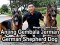 Mengenal Anjing Gembala Jerman Show & Working Line