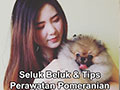 Anjing Pom + Tips Perawatannya Oleh Highlander Kennel
