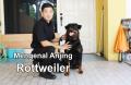 Mengenal Anjing Rottweiler Bersama Suheri Hiustra