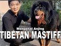 Mengenal Anjing Tibetan Mastiff