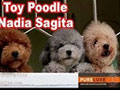 Merawat Anjing Poodle Bersama Nadia Sagita 