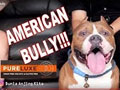 American Bully, Sifatnya, Perawatannya Bersama Okky Lie