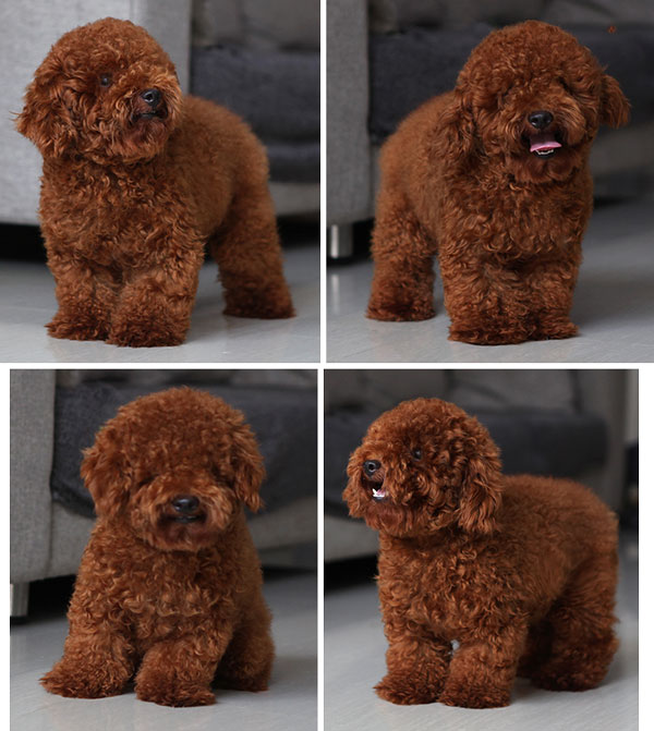  Pejantan Red Tiny Toy Poodle : Devoue Miorgano