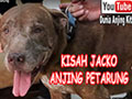 Kisah Jacko Pitbull Mantan Anjing Petarung