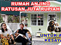 Rumah Anjing Cavalier Harga Ratusan Juta