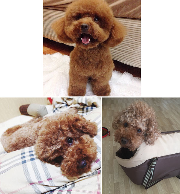 Pejantan Red Toy Poodle 