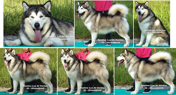 Pejantan Alaskan Import Rusia : Kenline Lux At Veritas