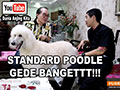 Cody Si Anjing Poodle Segede Dobermann !!!