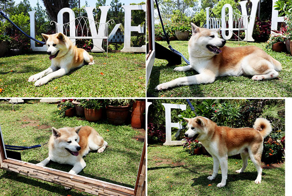 Pejantan Japanese Akita : Yuko Von Jah Suede Akita