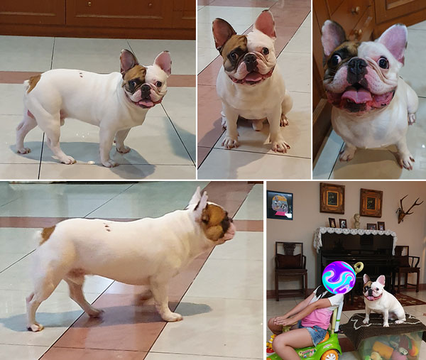 Pejantan French Bulldog : Devou Max