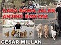 GAYA CESAR MILLAN BAWA JALAN BANYAK ANJING