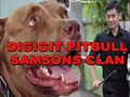 FAKTA TENTANG ANJING PITBULL SAMSONS CLAN