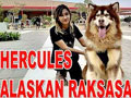 HERCULES SI ANJING RAKSASA ALASKAN MALAMUTE