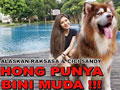 HONG DAPET BINI MUDA !!! - ANJING ALASKAN GIANT