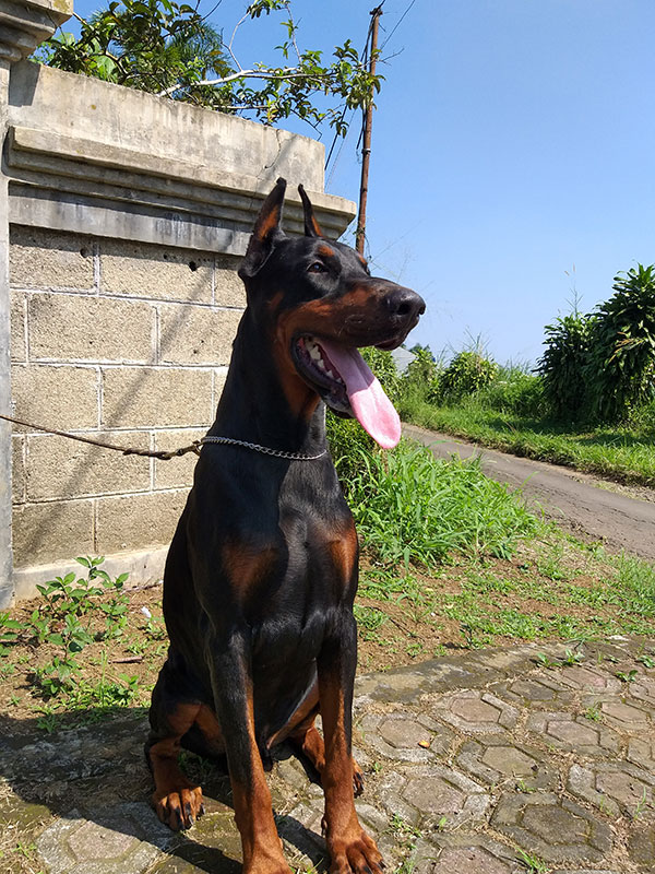 Dobermann Stud : Premiere's Munstar