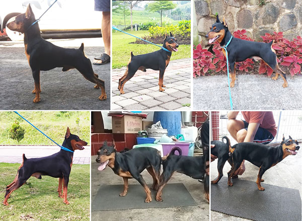 Pejantan MinPin : Mr. Aston Von Black Stallion