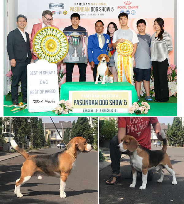 Pejantan Beagle : Brown Von Jessica Kennel