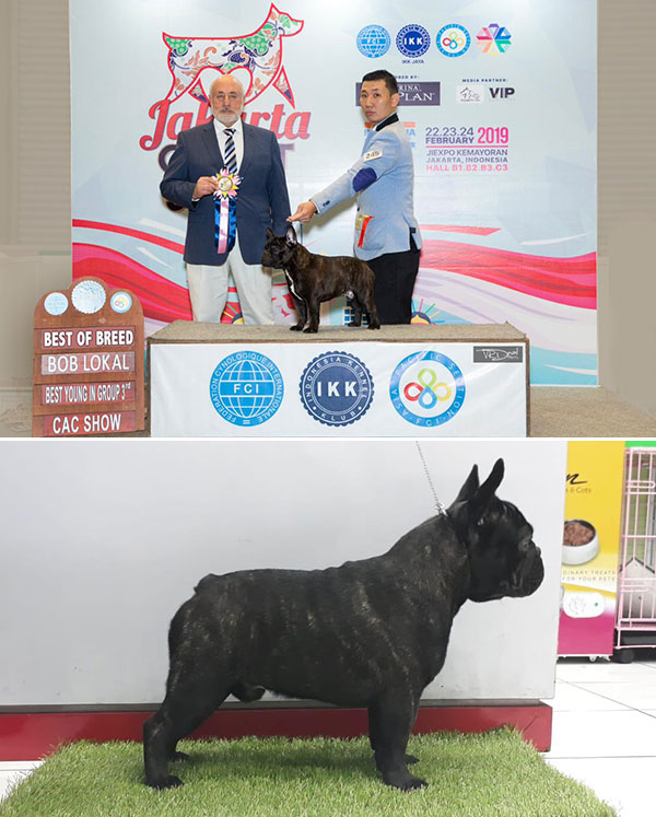 Pejantan French Bulldog : INA.CH Bull-Dozers Hermes