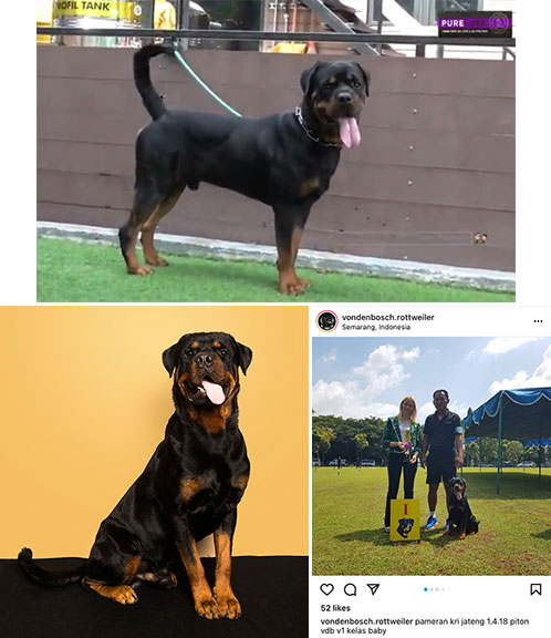 Pejantan Rottweiler : Phyton VDB