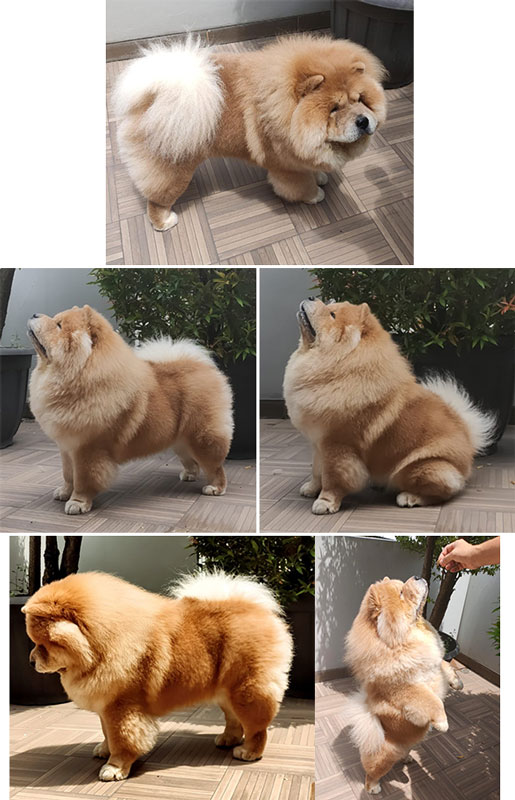 Pejantan Chow Chow : Silver Stone
