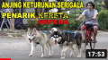 ANJING PENARIK SEPEDA