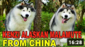 ALASKAN MALAMUTE DARI CHINA