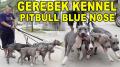 GEREBEK KENNEL PITBULL BLUE NOSE