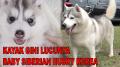 JUAL MURAH : LUCU BANGET BABY HUSKY DARI KOREA