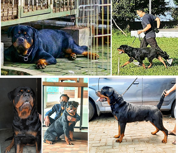 Pejantan Rottweiler : Dota Von Melovi