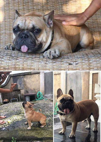 Pejantan French Bulldog : Vici Von Prima Dewata Kennel