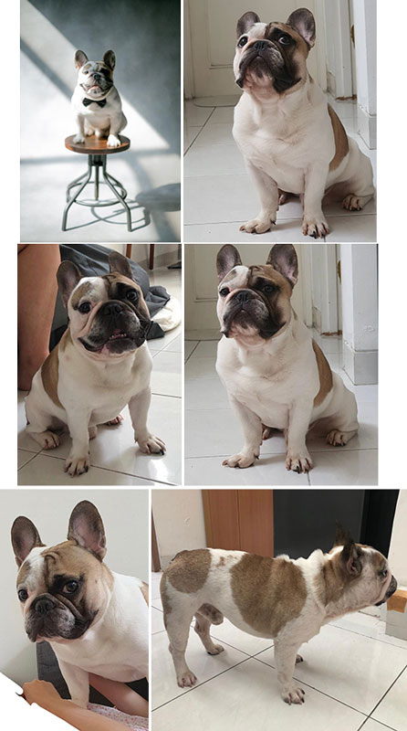 Pejantan French Bulldog : C.Dexter V Permata Indah