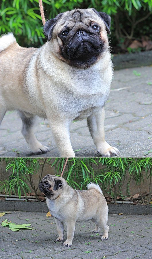 Pejantan Pug : Majestic Jades Crown Caesar