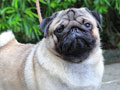 Pejantan Pug : Majestic Jades Crown Caesar