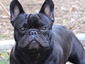 French Bulldog Stud : Blacklisted Mr JJ